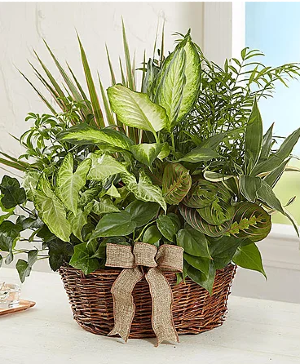 Classic Dish Garden Classic Dish Garden