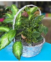 Classic Dish Garden Plant