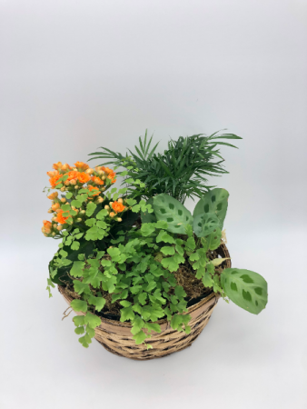 Clic Dish Garden Potted Plants In Monmouth Or Petals Vines Clic Dish Garden Potted Plants In