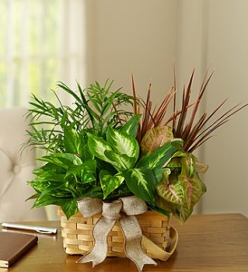 CLASSIC DISH GARDEN SMALL in Camp Pendleton, CA | CAMP PENDLETON FLORIST CLASSIC DISH GARDEN SMALL in Camp Pendleton, CA | CAMP PENDLETON FLORIST
