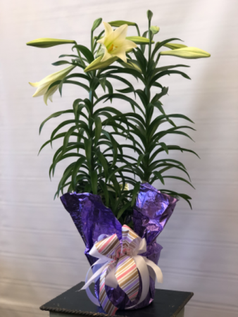 Classic Double Stem Easter Lily  Blooming Plant 