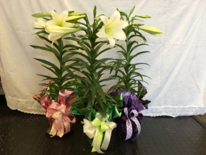 Classic Single Stem Easter Lily BEST SELLERS