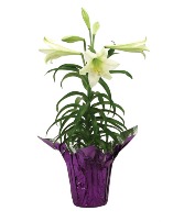 Classic Easter Lily Classic Easter Lily