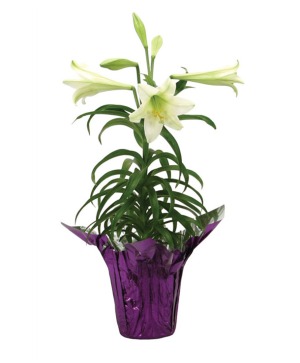 Classic Easter Lily Classic Easter Lily