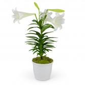 Classic Easter Lily Plant