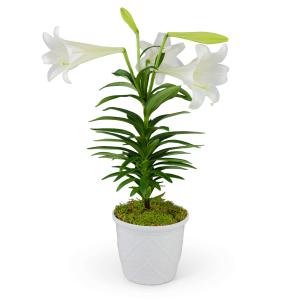 Classic Easter Lily Plant