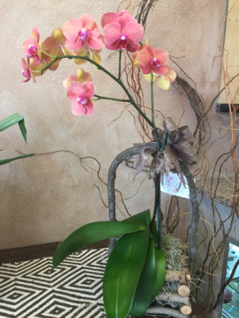Classic Orchid