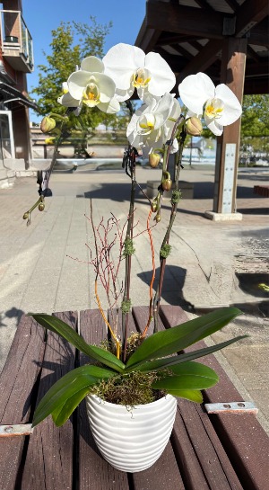 Classic Orchid Potted plant