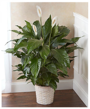 Classic Peace Lily Plant 