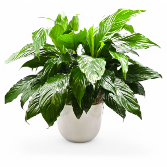 Classic Peace Lily Plant plants
