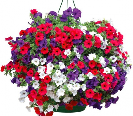 CLASSIC PETUNIA MIX HANGING BASKET