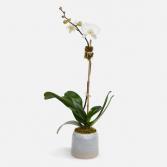 Classic Phalaenopsis  Orchid plant