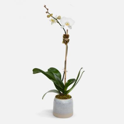 Classic Phalaenopsis  Orchid plant