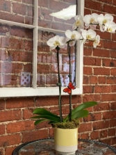 Classic Phalaenopsis Plant  Orchid Plant