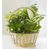  Classic Plant Basket Garden Plants