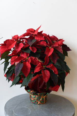 Classic Poinsettia
