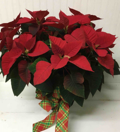 Classic Poinsettia