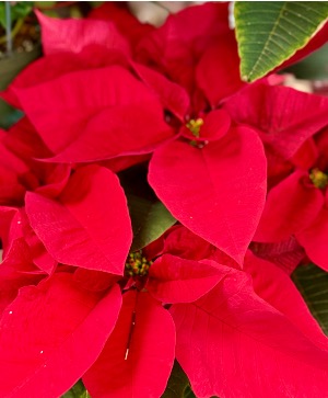 Classic Poinsettia Blooming plant