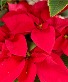 Classic Poinsettia Blooming plant