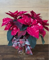 Classic Poinsettia  T&V Exclusive 