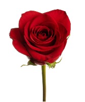 Classic Red Freedom Rose Valentine's Dozen
