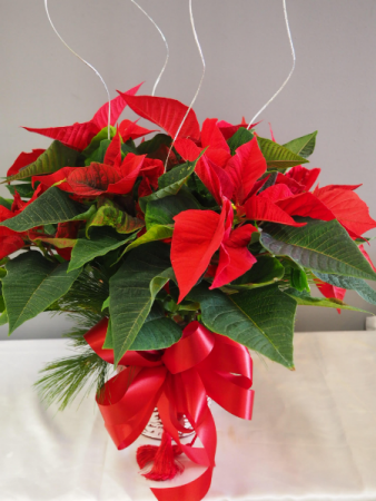 Classic Red Poinsettia 6