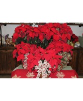 Classic Red Poinsettia 