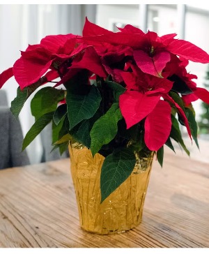 Classic Red Poinsettia 