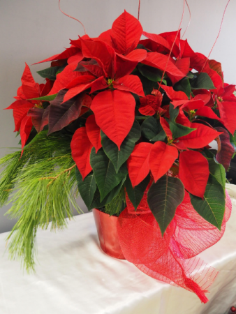 Classic Red Poinsettia 8