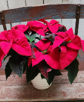 Classic Red Poinsettia Plant