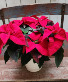 Classic Red Poinsettia Plant