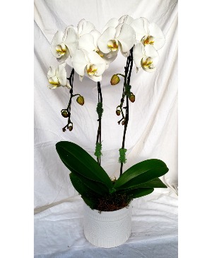 Classic White Orchid Plant
