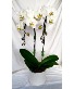 Classic White Orchid Plant