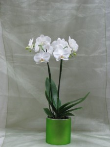 Classic White Orchids blooming plant
