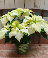 Classic White Poinsettia plant
