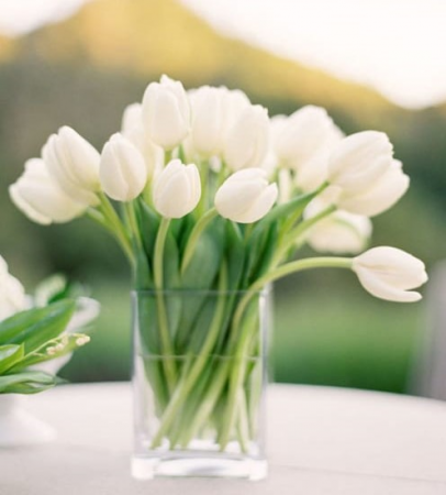 Classic white tulips in a vase 