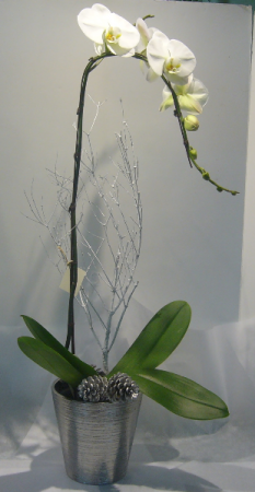CLASSY ORCHID Blooming Plant