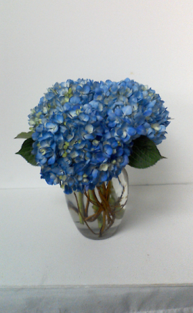 Blue Skies hydrangeas in a vase