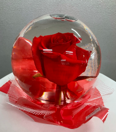 Clear Red Rose