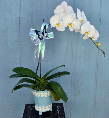 Clear Skies White Orchid  in Vacaville, CA | Vior Floral Art