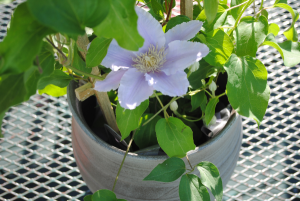 Clematis Delight 