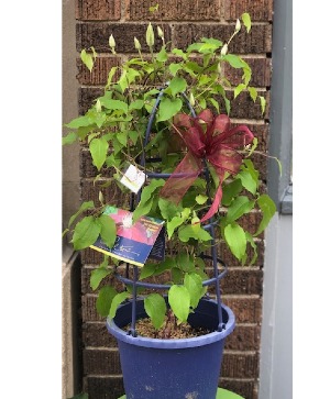 Clematis Plant Vining outdoor perennial 