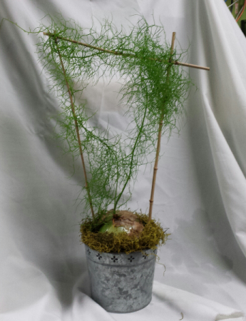 Climbing Onion Planter