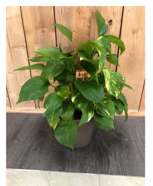 Climbing pothos 