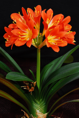 Clivia Plant Tropical Plants in Port Stanley, ON | Flowers By Rosita