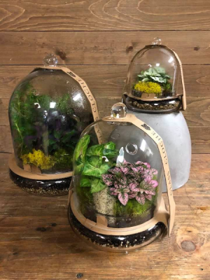 Cloche Terrarium Plant