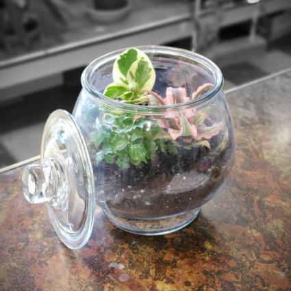 Closed small Terrarium Mixed green plans