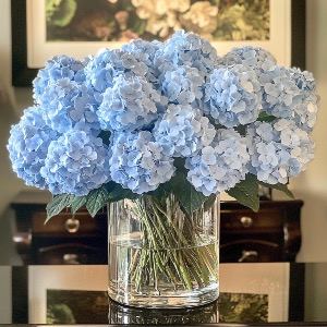 CLOUD HYDRANGEA Occasions in Coconut Grove, FL | Luxury Flowers CLOUD HYDRANGEA Occasions in Coconut Grove, FL | Luxury Flowers