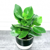 Clusia Rosea Princess 'Autograph Tree' ***PICK-UP ONLY***