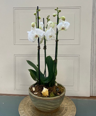  Coastal Phalaenopsis Signature (4x) Blooming Plant in Mount Pleasant, SC | BLANCHE DARBY FLORIST OF CHARLESTON